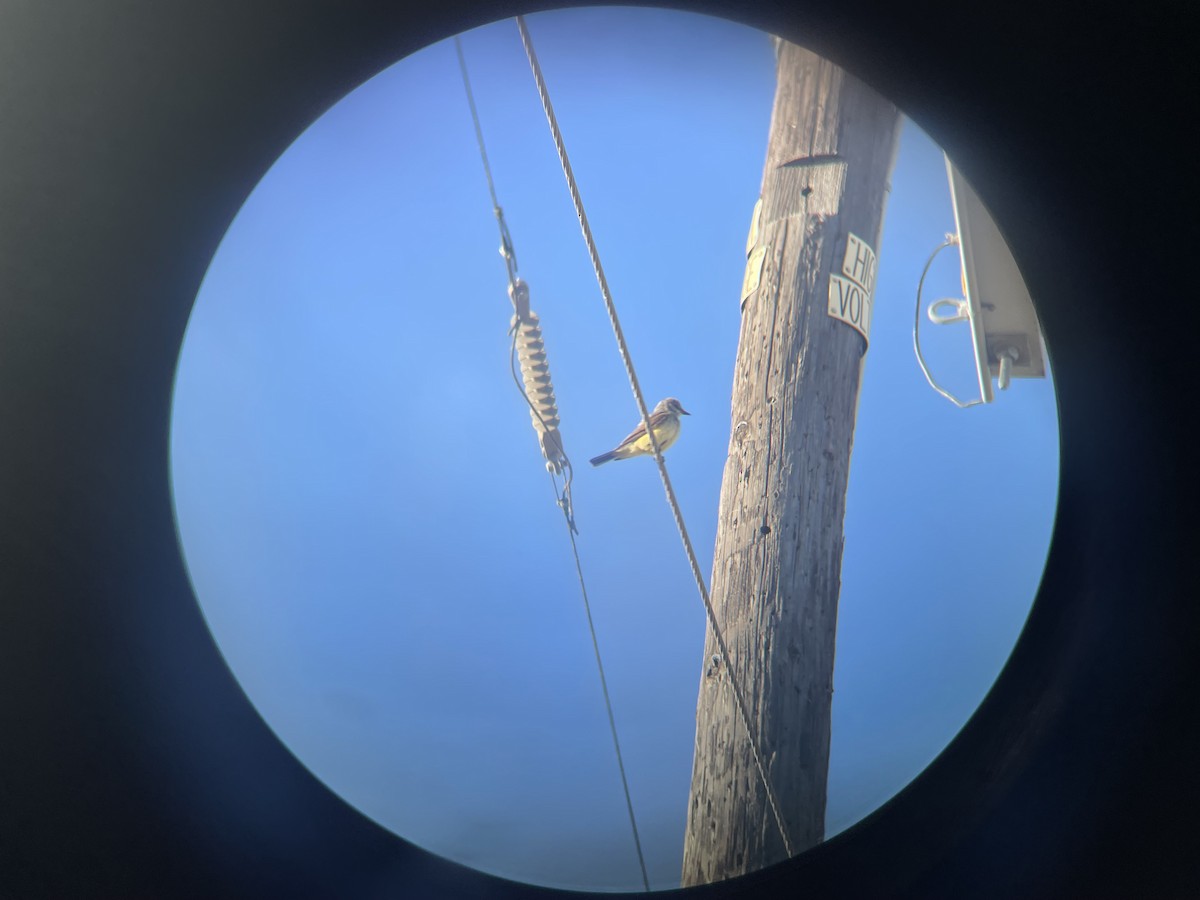 Western Kingbird - ML620772354