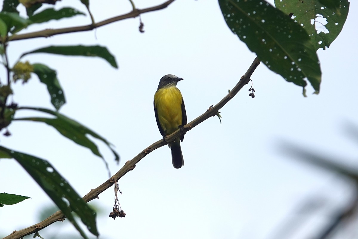 Gray-capped Flycatcher - ML620772355