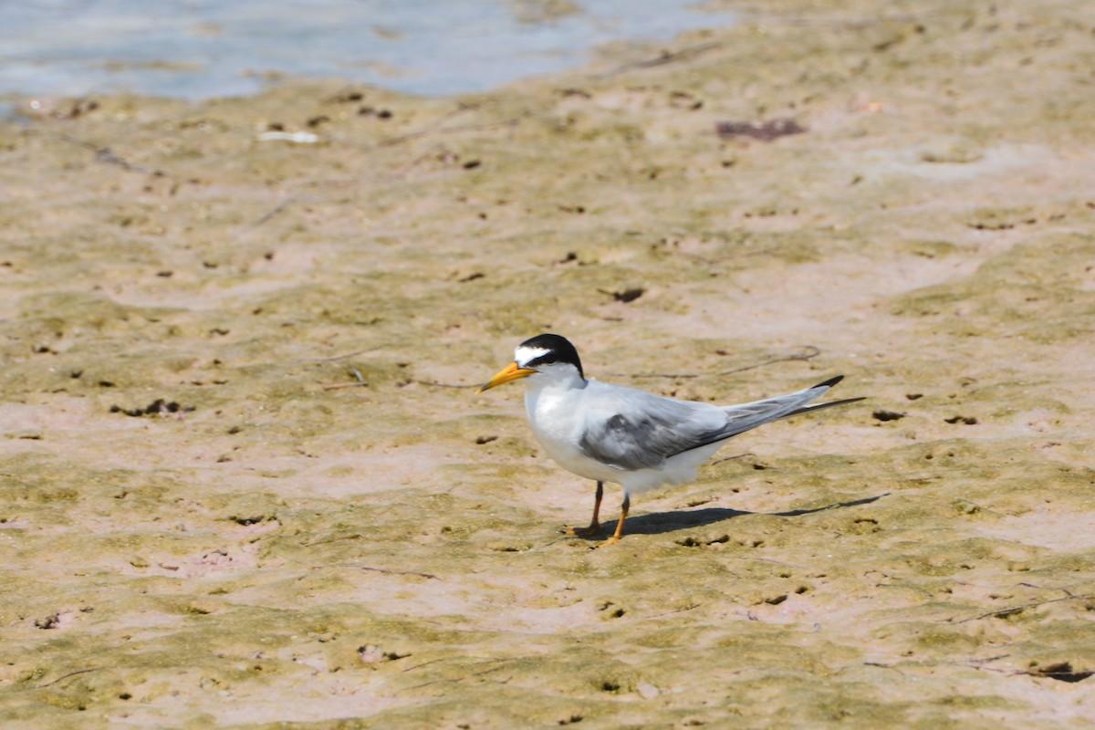 Least Tern - ML620772356