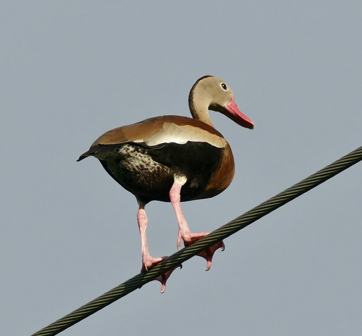 Black-bellied Whistling-Duck - ML620772358