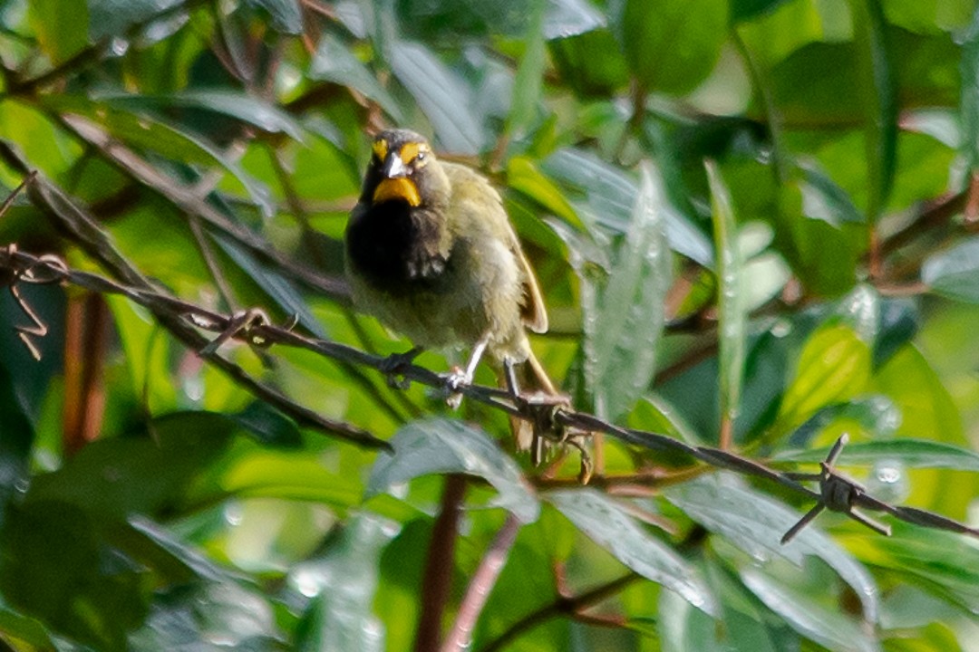 Yellow-faced Grassquit - ML620772359