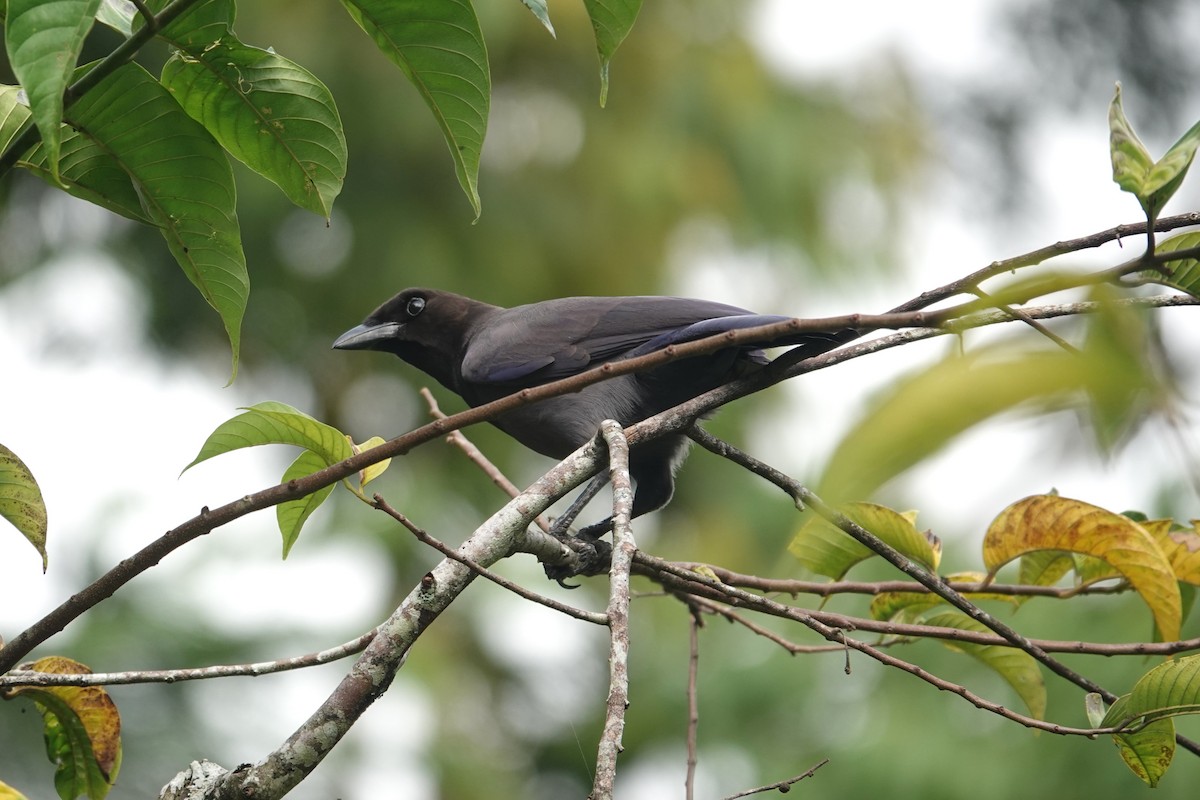 Purplish Jay - ML620772361