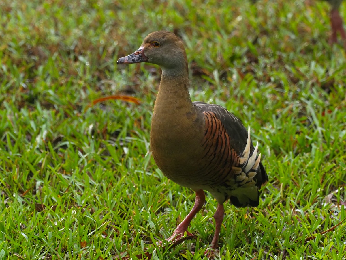 Plumed Whistling-Duck - ML620772362