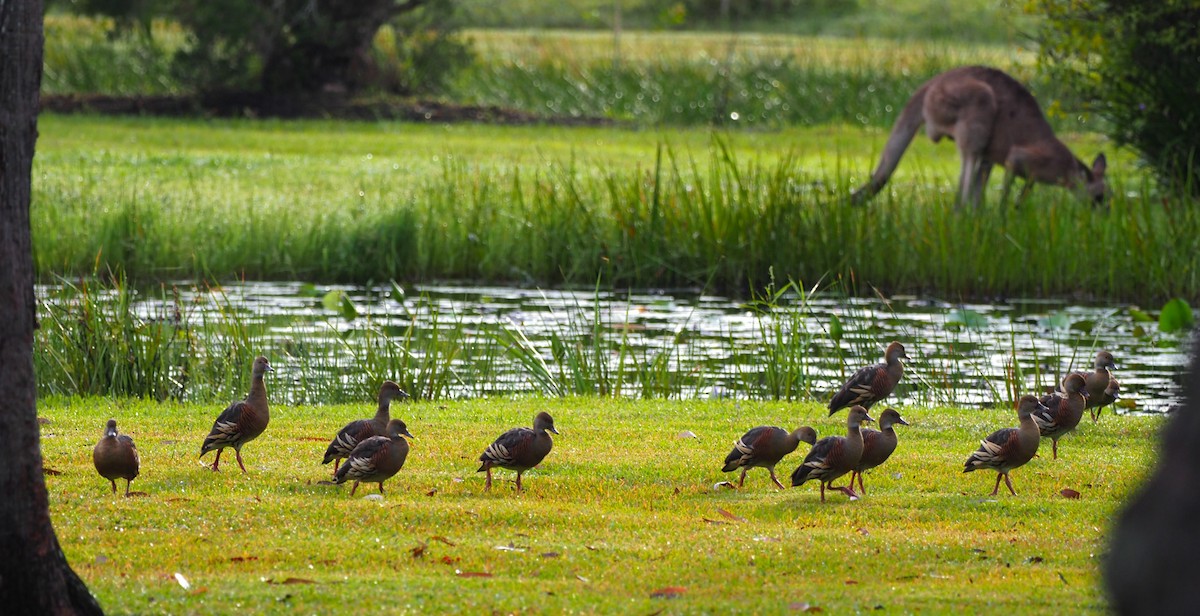 Plumed Whistling-Duck - ML620772363