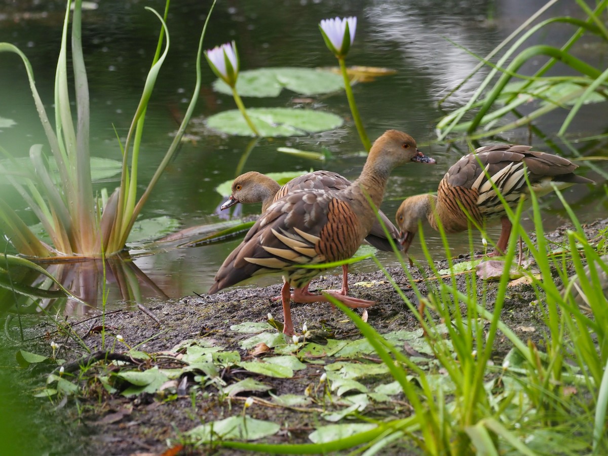 Plumed Whistling-Duck - ML620772364