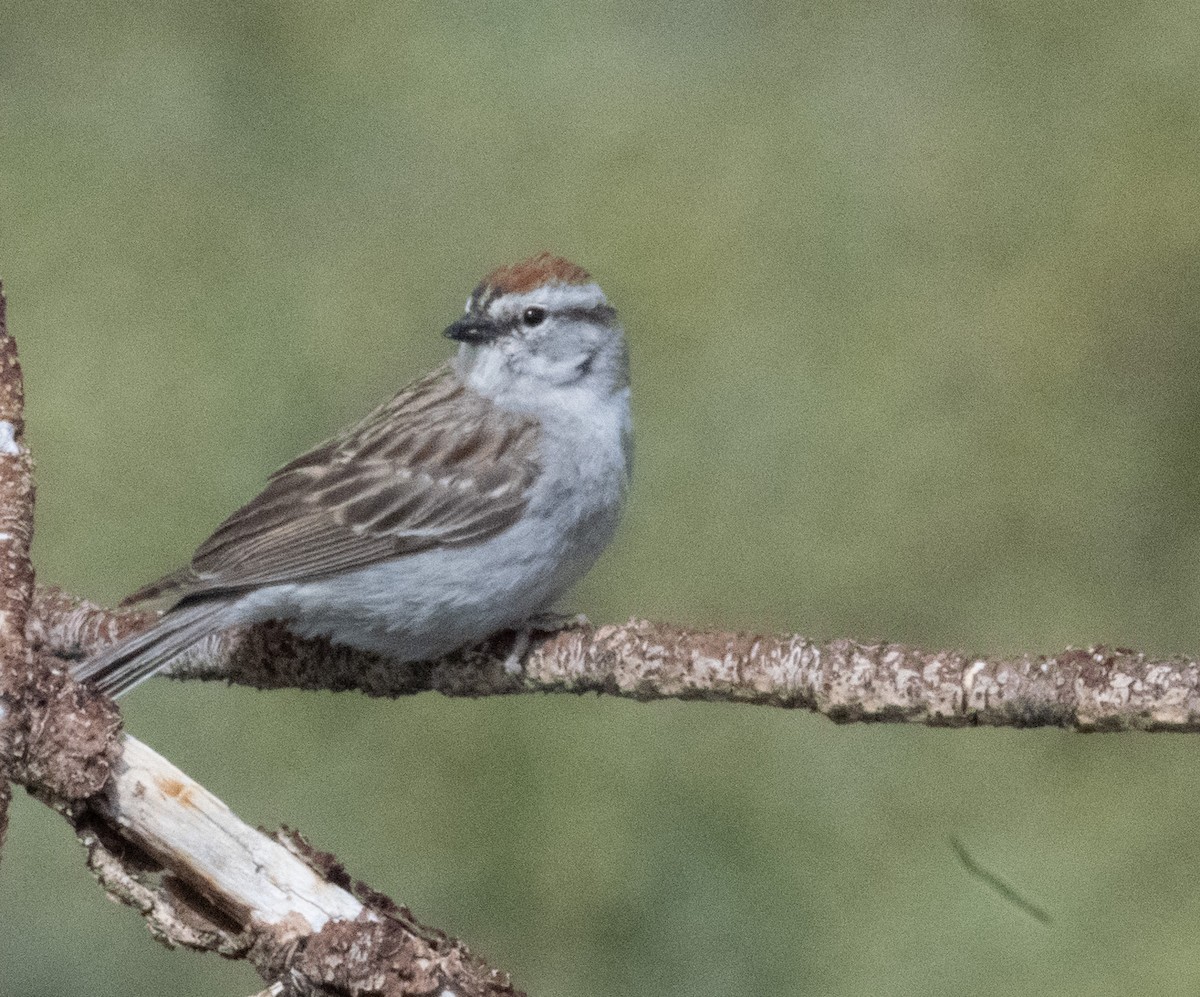 Chipping Sparrow - ML620772365