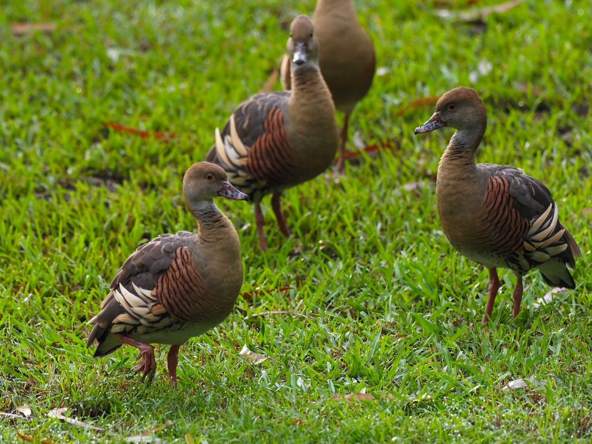 Plumed Whistling-Duck - ML620772367