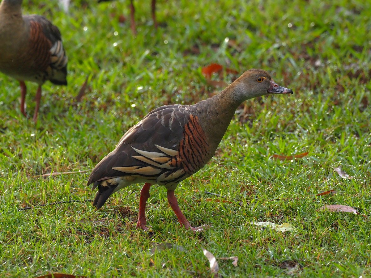 Plumed Whistling-Duck - ML620772368