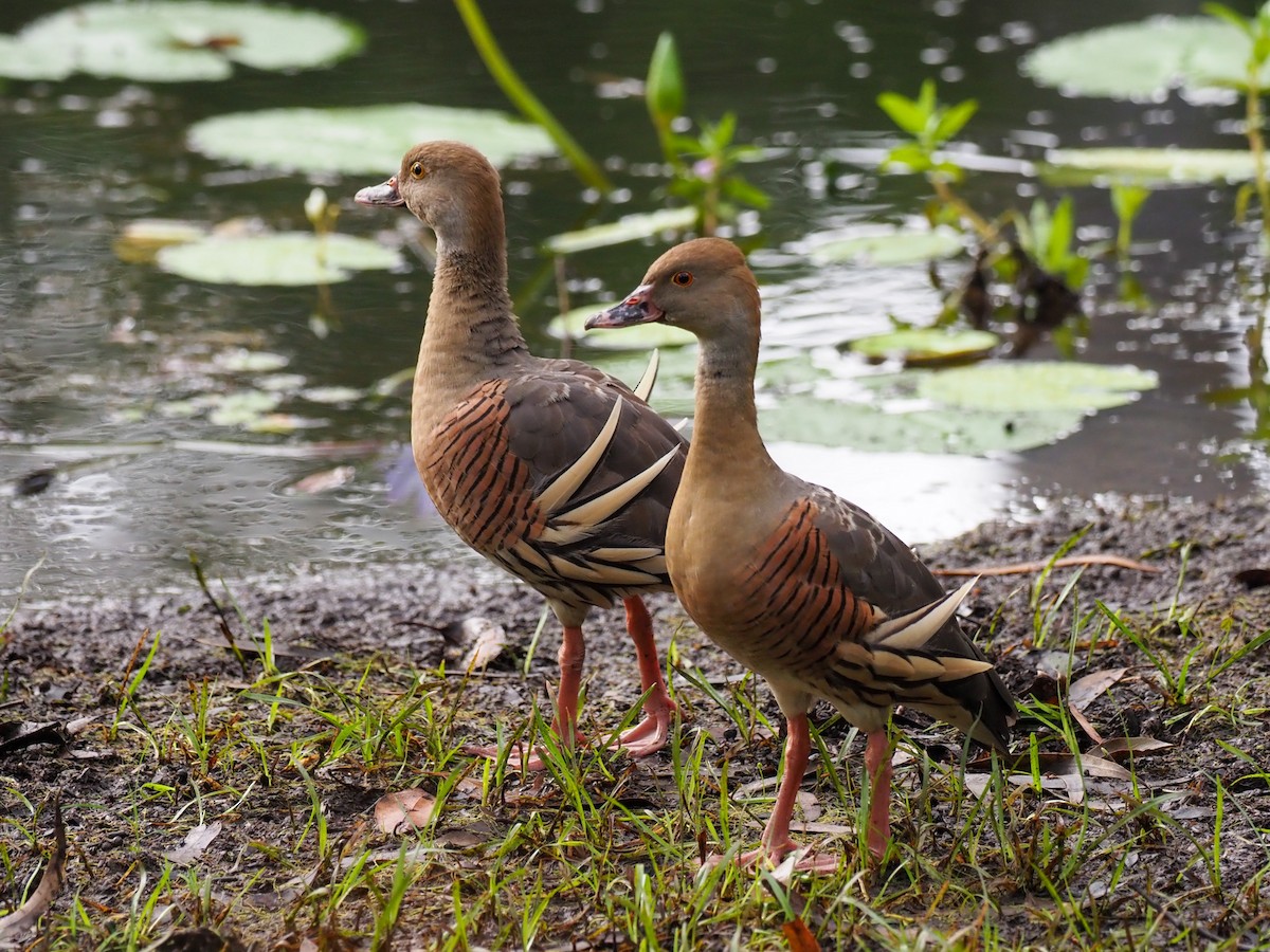 Plumed Whistling-Duck - ML620772369