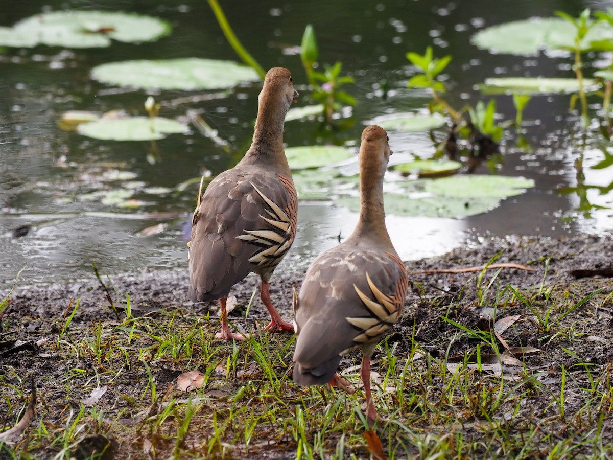 Plumed Whistling-Duck - ML620772370