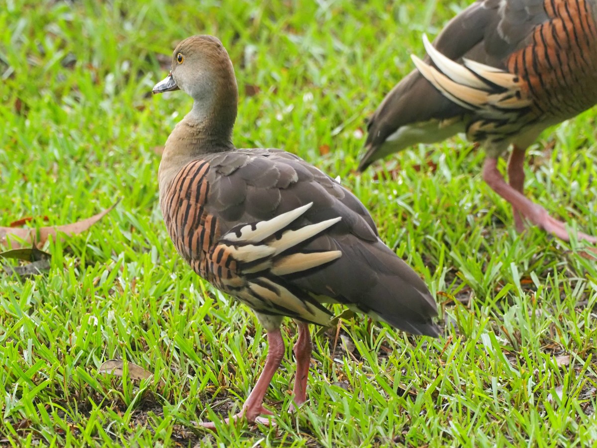 Plumed Whistling-Duck - ML620772372