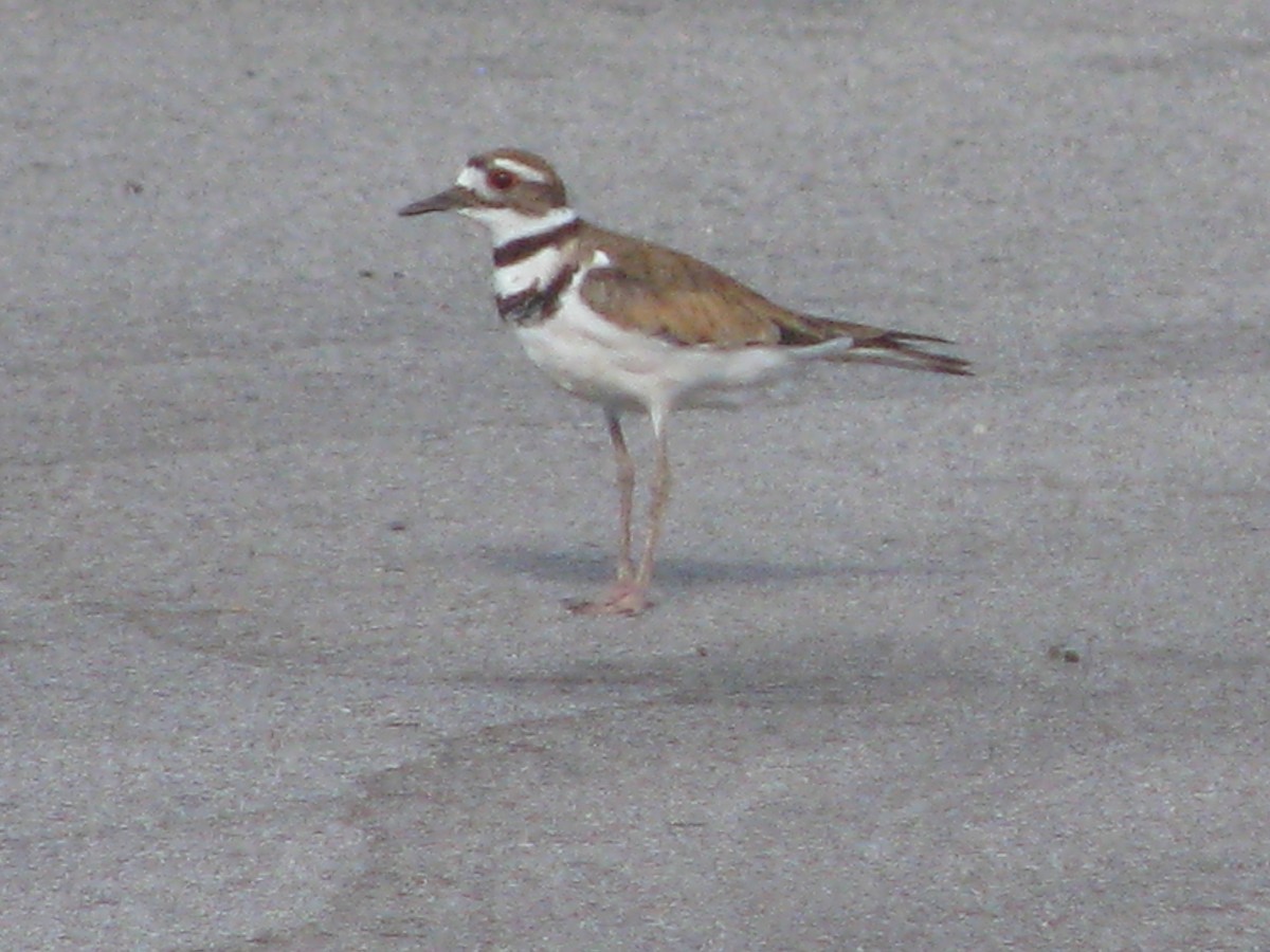 Killdeer - ML620772373