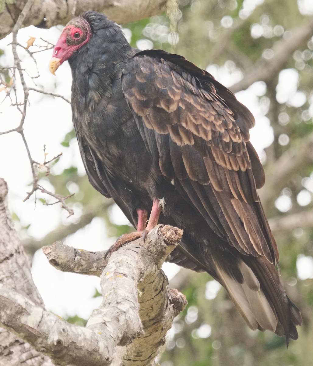 Turkey Vulture - ML620772375