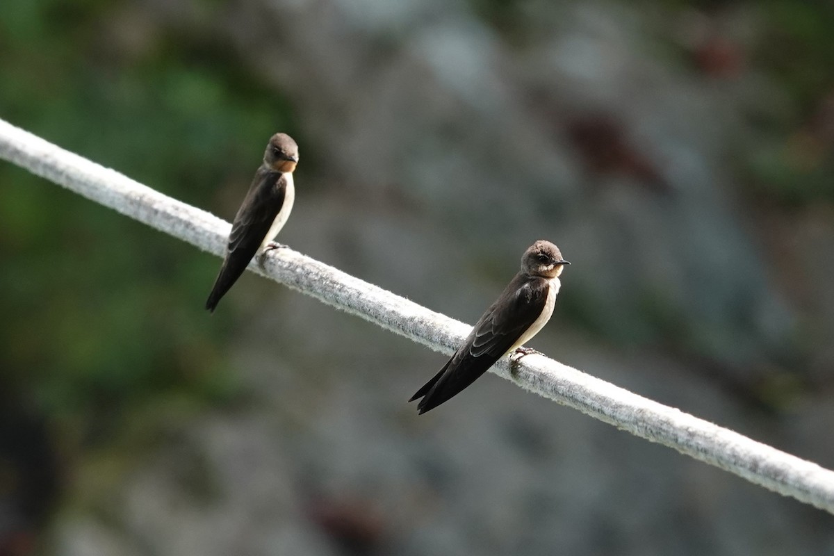 Southern Rough-winged Swallow - ML620772376