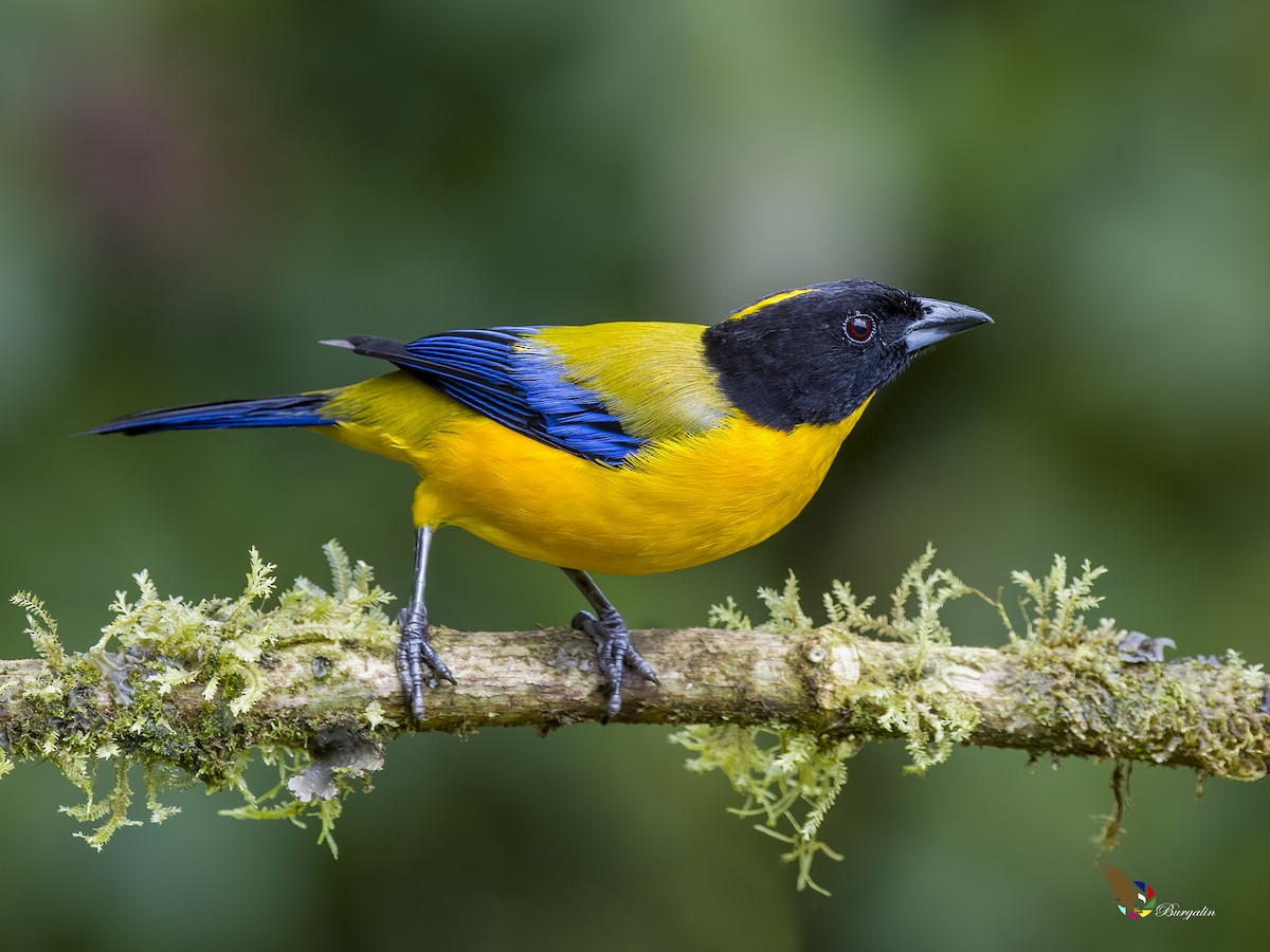 Black-chinned Mountain Tanager - ML620772379