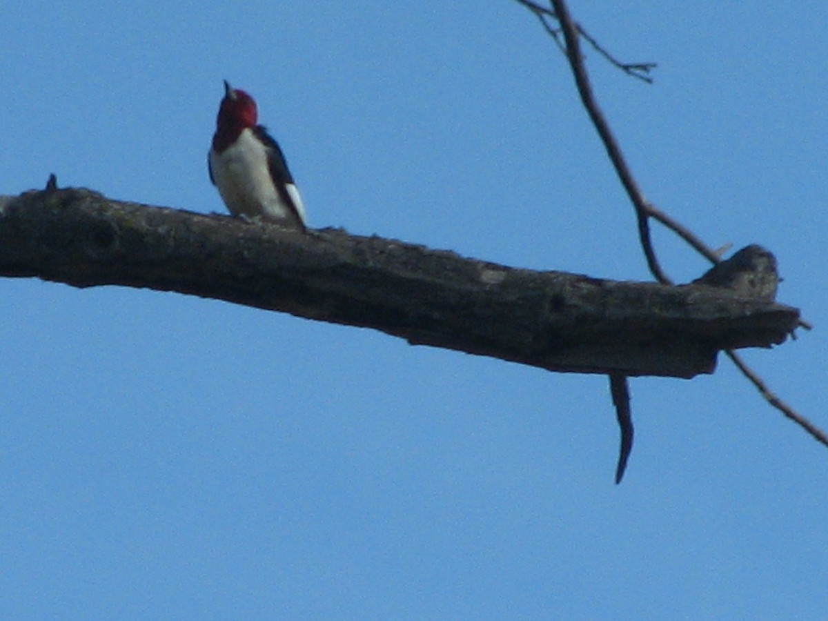 Red-headed Woodpecker - ML620772380