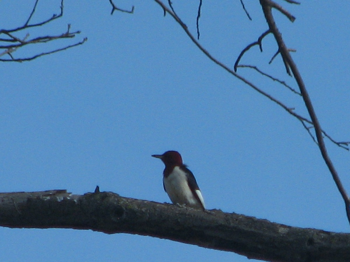 Red-headed Woodpecker - ML620772381