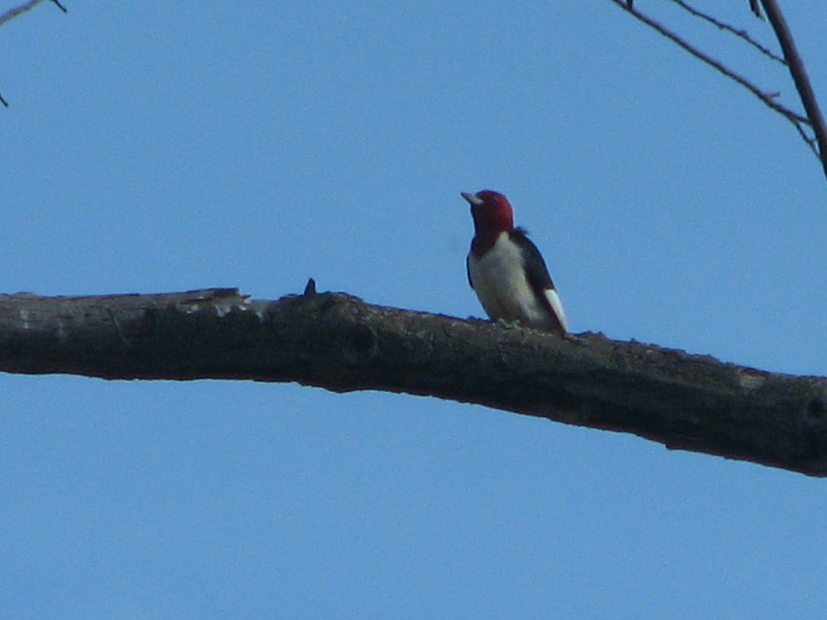 Pic à tête rouge - ML620772382