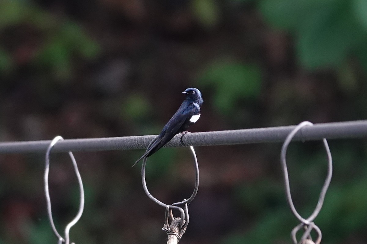 White-banded Swallow - ML620772385