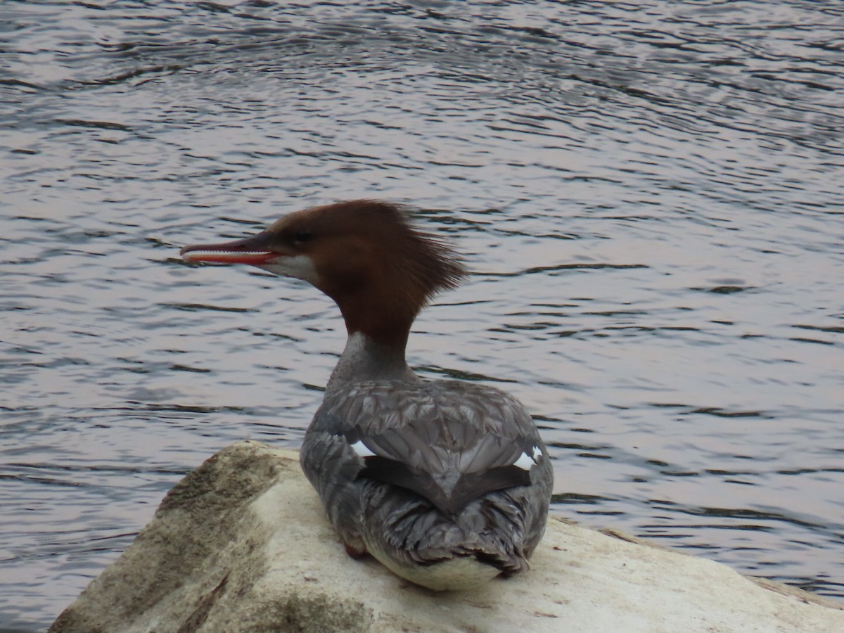 Common Merganser - ML620772392