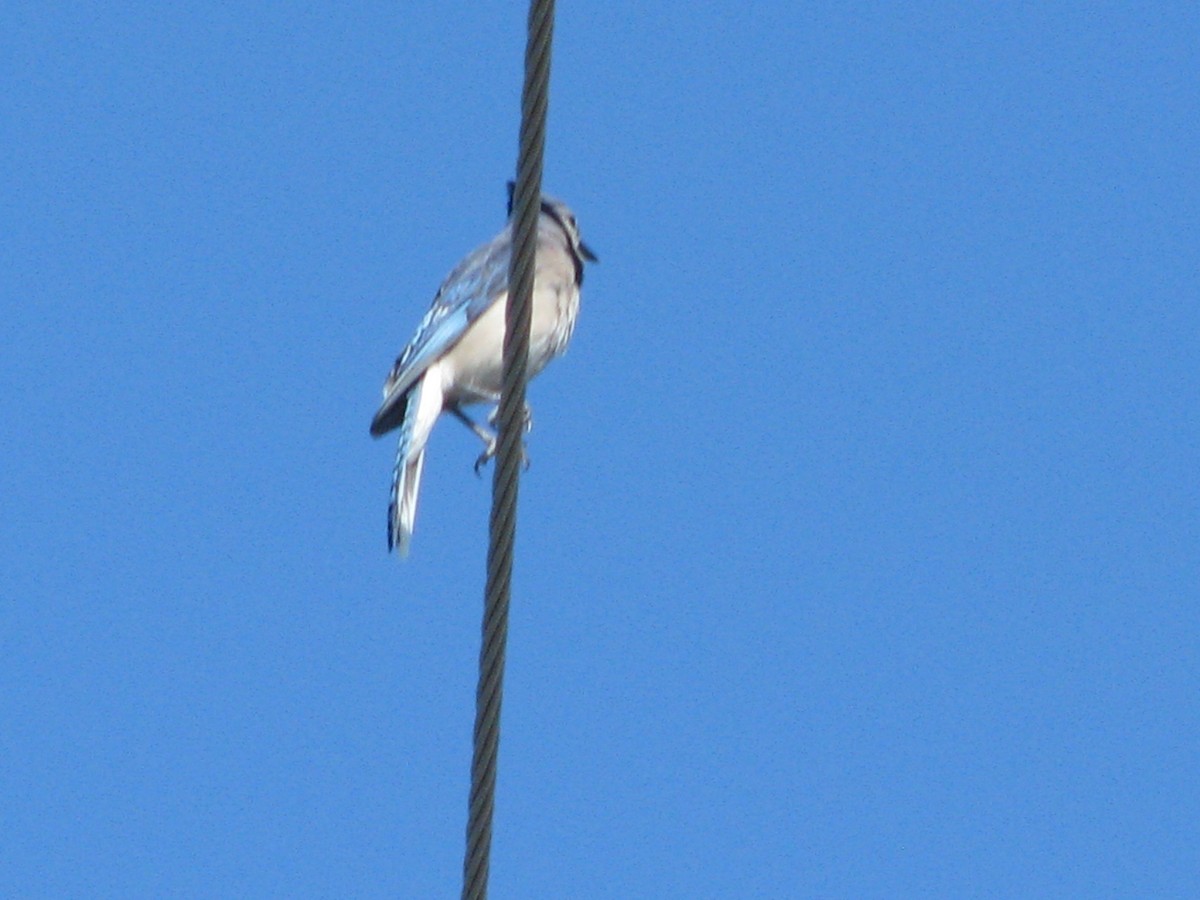 Blue Jay - Theramansi Lion