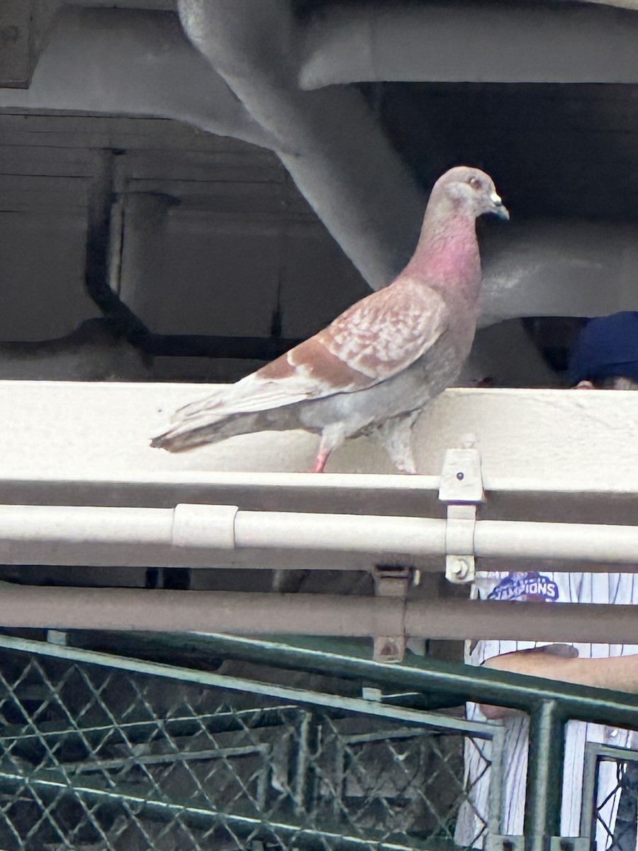 Rock Pigeon (Feral Pigeon) - ML620772397