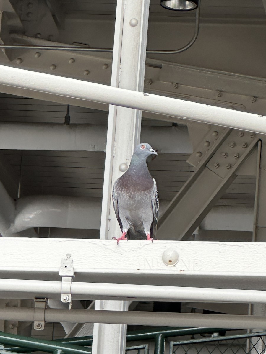 Rock Pigeon (Feral Pigeon) - ML620772398