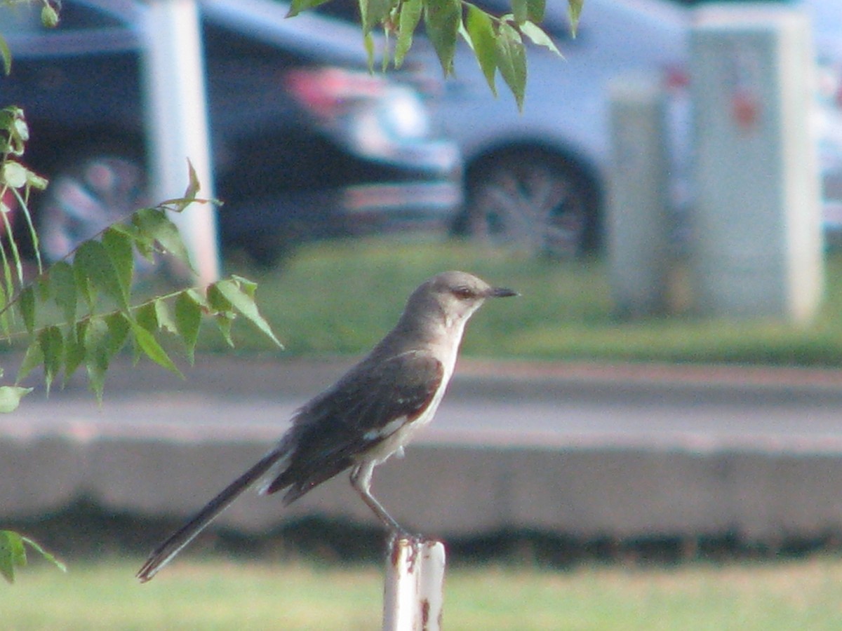 Northern Mockingbird - ML620772403