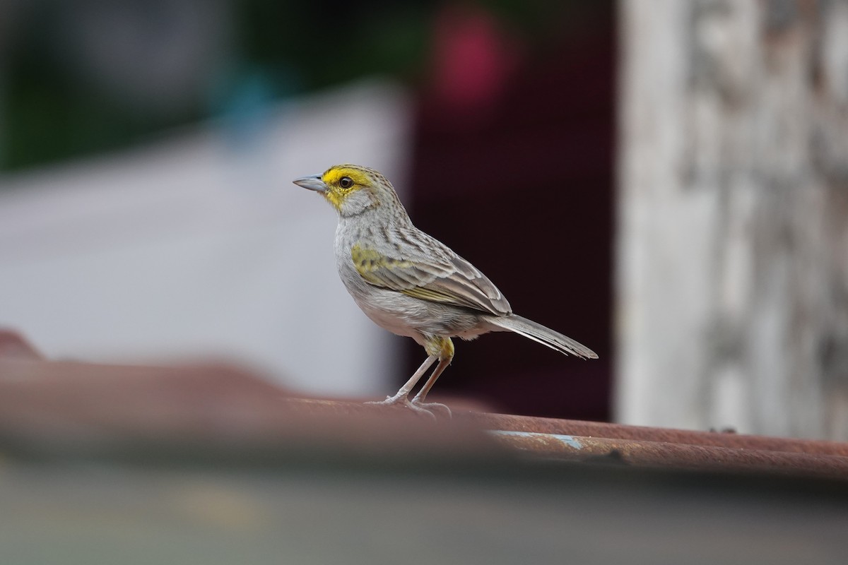 Yellow-browed Sparrow - ML620772406