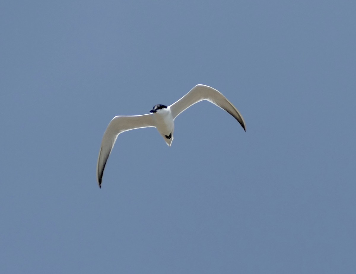 Gull-billed Tern - ML620772410