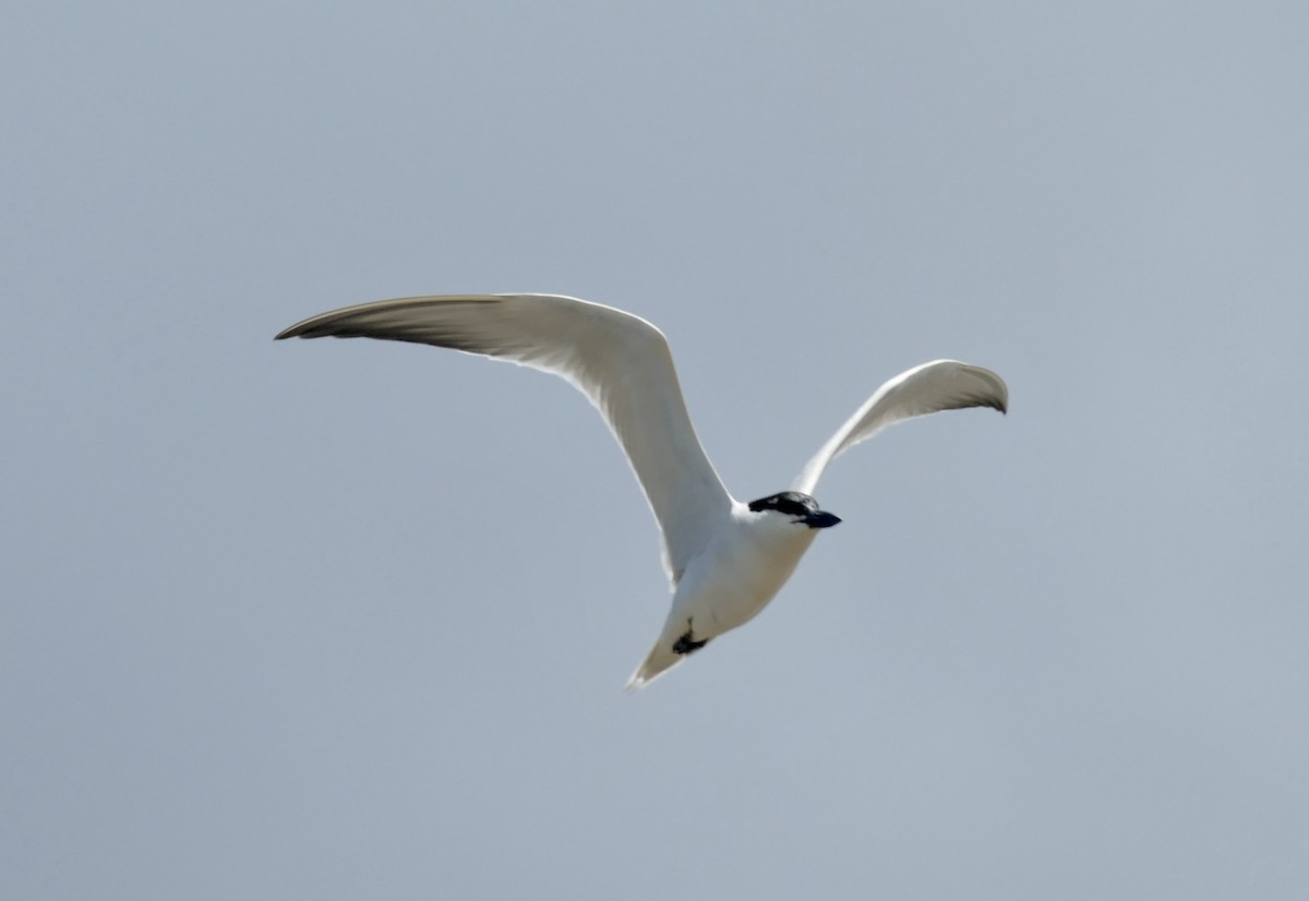 Gull-billed Tern - ML620772411