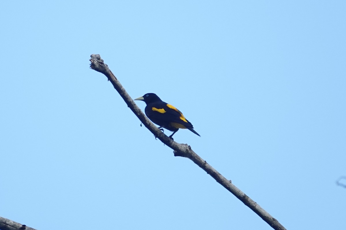 Yellow-rumped Cacique - ML620772414