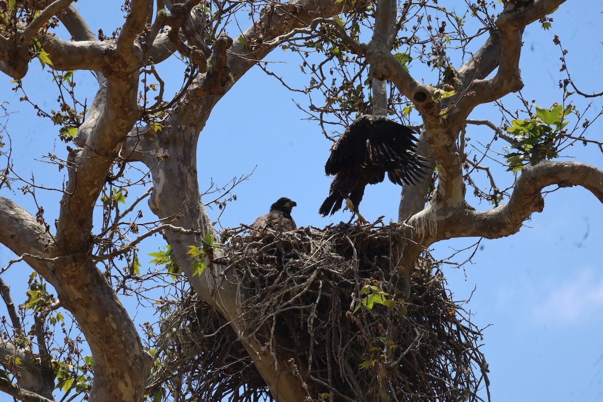 Bald Eagle - Daniel Elting