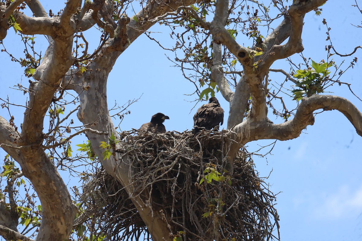 Weißkopf-Seeadler - ML620772417