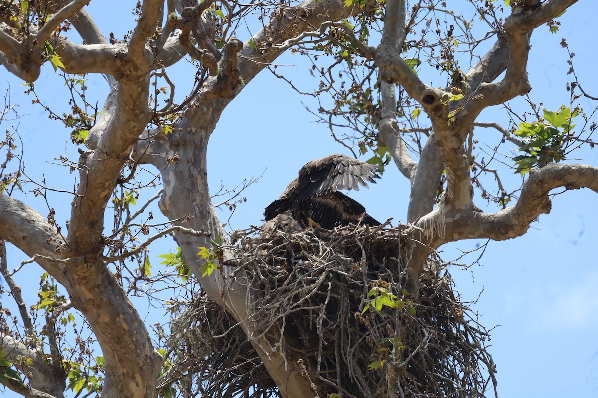 Weißkopf-Seeadler - ML620772419