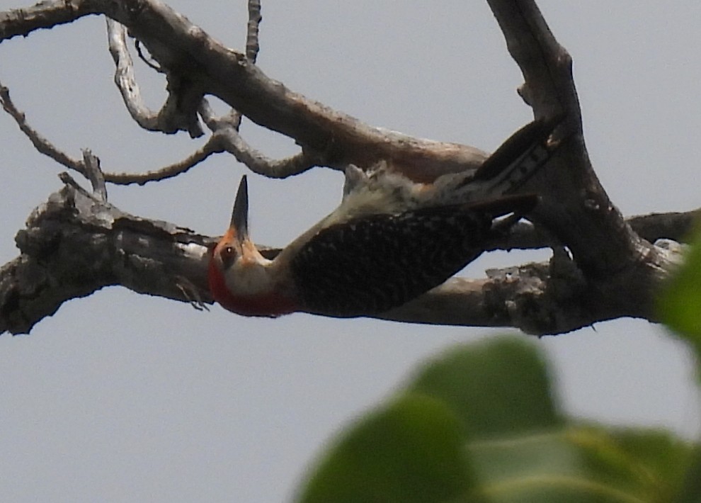 Red-bellied Woodpecker - ML620772422