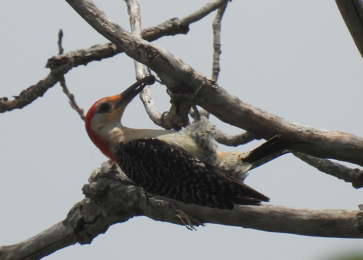 Red-bellied Woodpecker - ML620772423