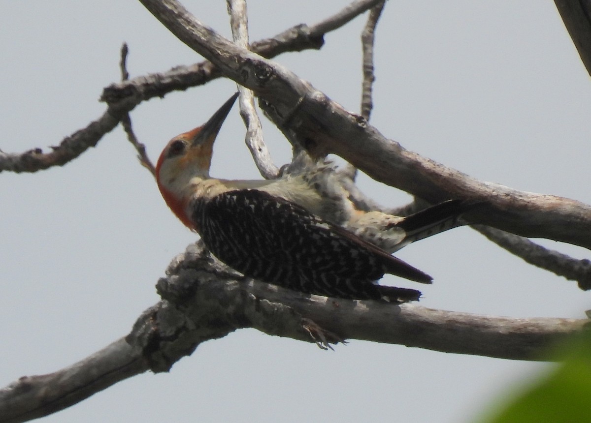 Red-bellied Woodpecker - ML620772424