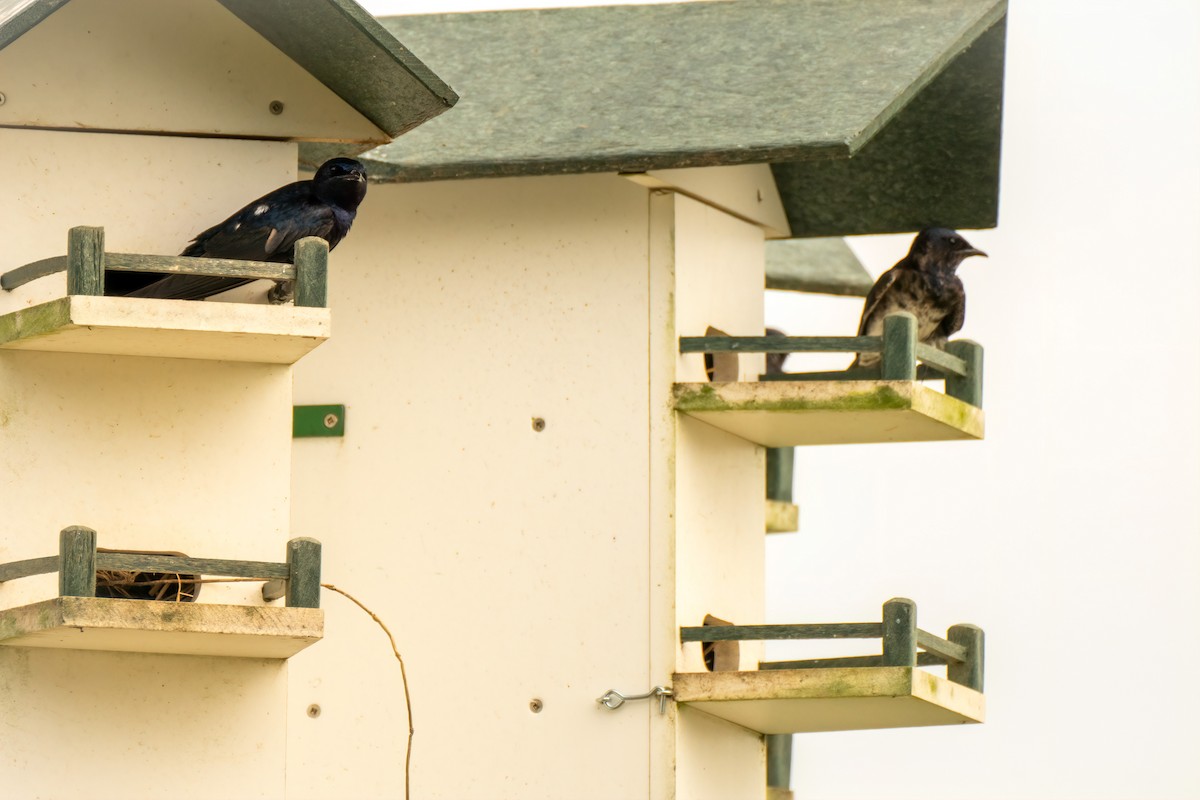 Purple Martin - ML620772425