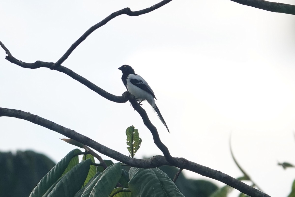 Magpie Tanager - ML620772430