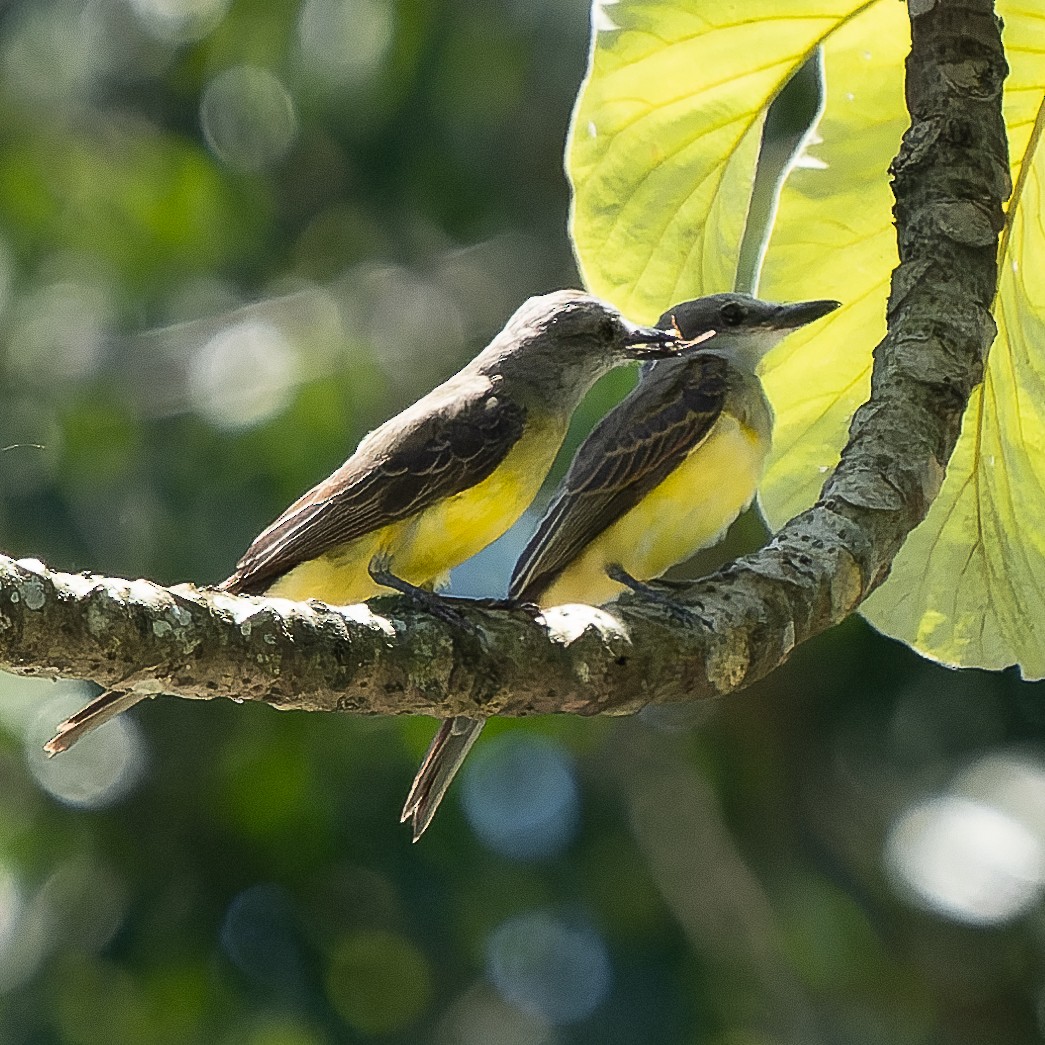 Tropical Kingbird - ML620772436