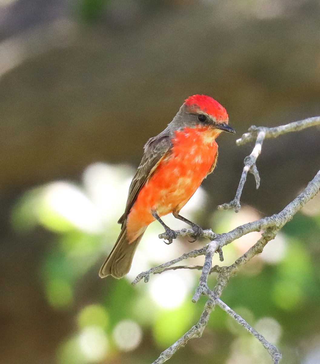 Vermilion Flycatcher - ML620772438