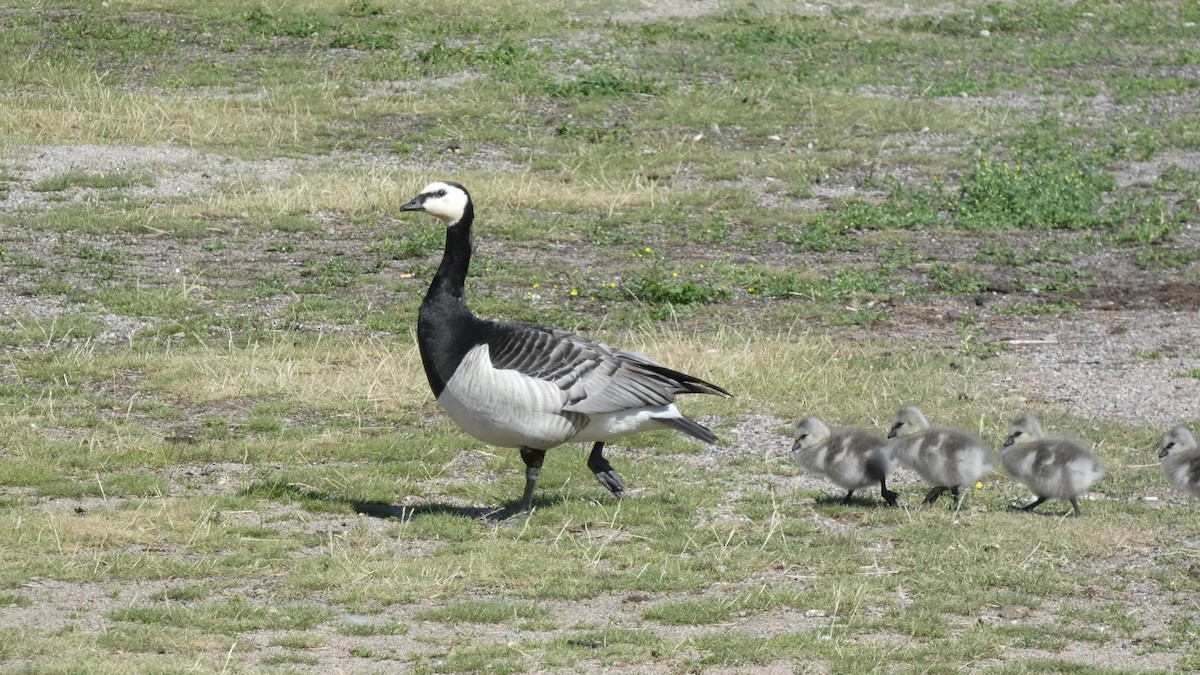 Barnacle Goose - ML620772443