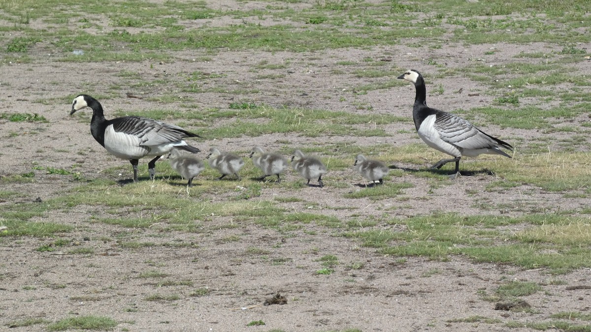 Barnacle Goose - ML620772444