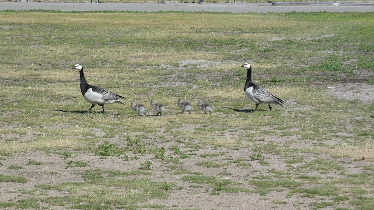 Barnacle Goose - Malini Kaushik