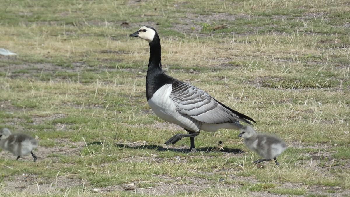 Barnacle Goose - ML620772446