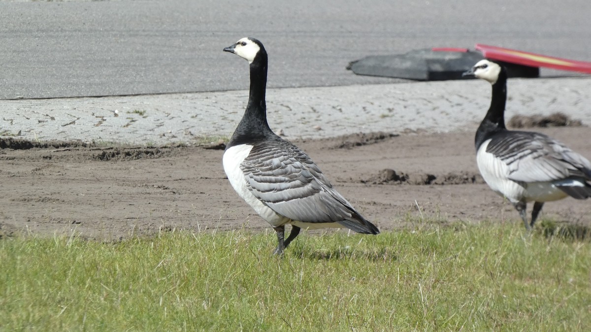 Barnacle Goose - ML620772447