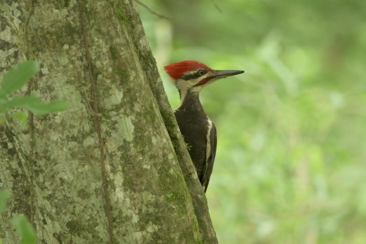 Pileated Woodpecker - ML620772448