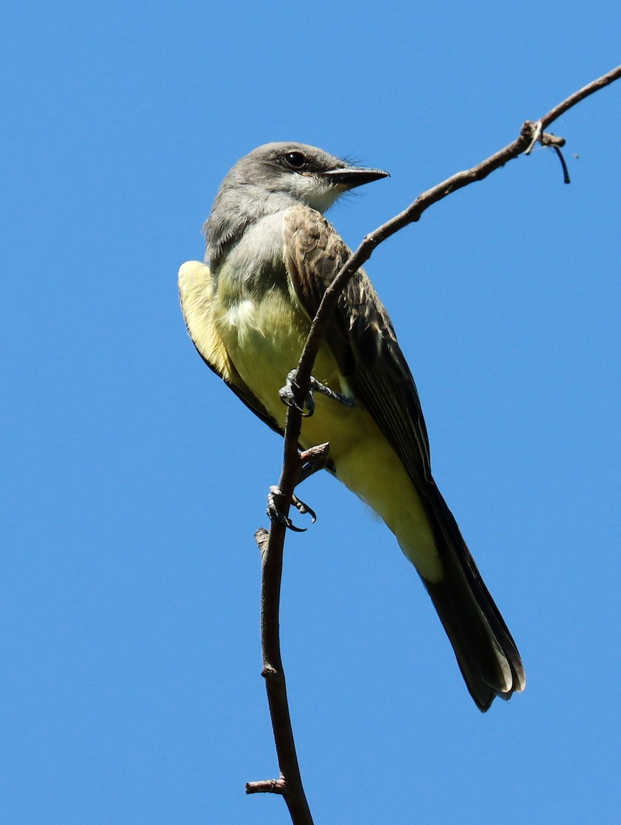 Cassin's Kingbird - ML620772450