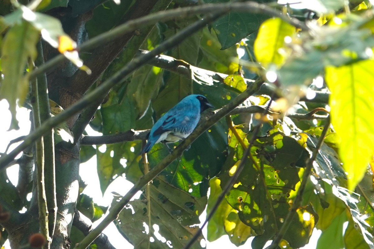 Tangara Golondrina - ML620772452